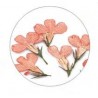Flores Secas Color-003