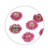 Flores Secas Color-007