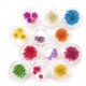 Kit de 12 Flores Secas 