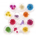 Kit de 12 Flores Secas 